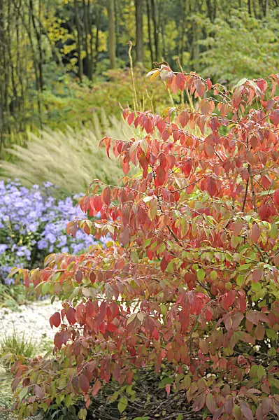 535332 - Japanischer Schneeball (Viburnum plicatum var. tomentosum)