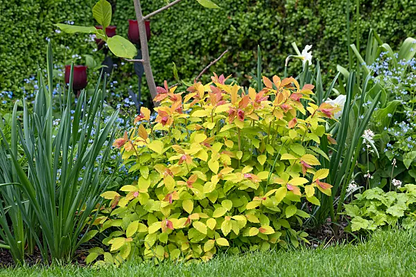 664437 - Japanischer Spierstrauch (Spiraea japonica 'Double Play Big Bang')