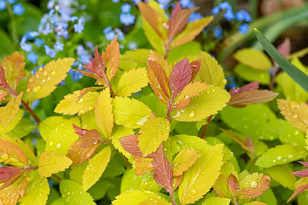 664438 - Japanischer Spierstrauch (Spiraea japonica 'Double Play Big Bang')