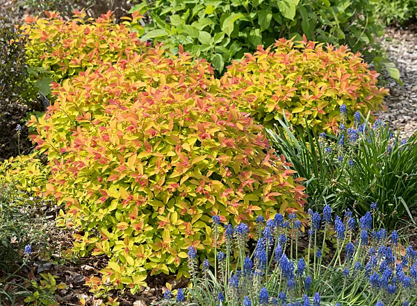 675373 - Japanischer Spierstrauch (Spiraea japonica 'Double Play Big Bang')