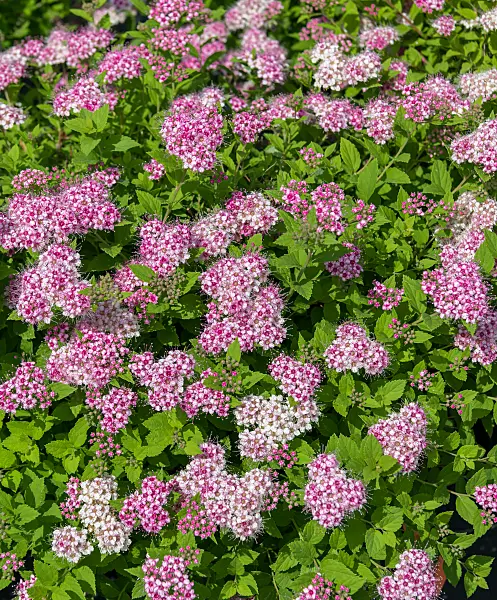 664439 - Japanischer Spierstrauch (Spiraea japonica 'Little Princess')