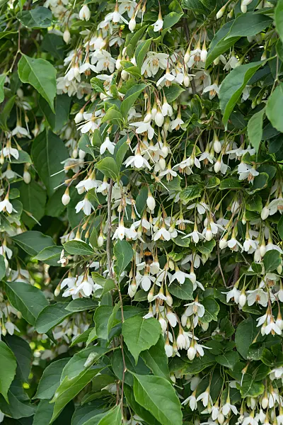 664453 - Japanischer Storaxbaum (Styrax japonicus 'Fragrant Fountain')
