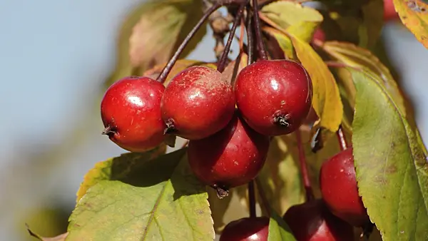 513091 - Japanischer Wildapfel (Malus floribunda)