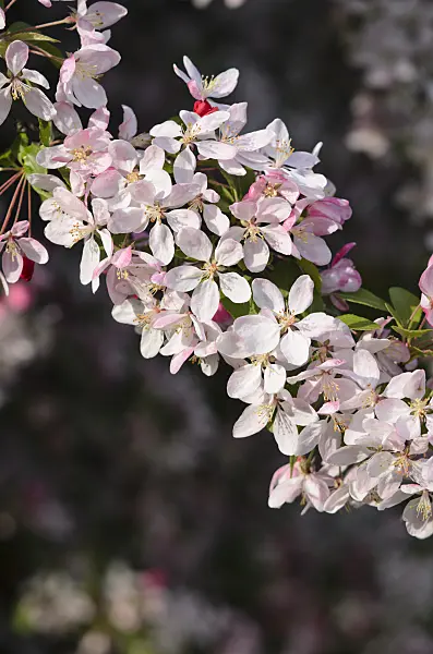 543059 - Japanischer Wildapfel (Malus floribunda)