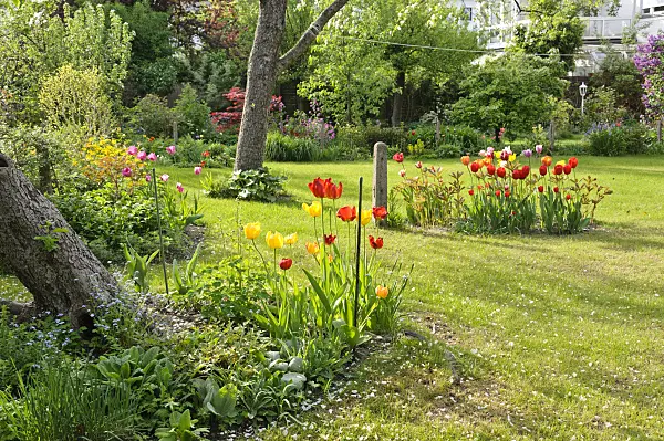 471284 - Jardin d’une maison mitoyenne avec pelouse et arbres fruitiers