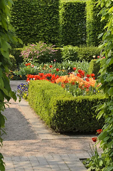 495362 - Jardin de haies avec tulipes (Tulipa)