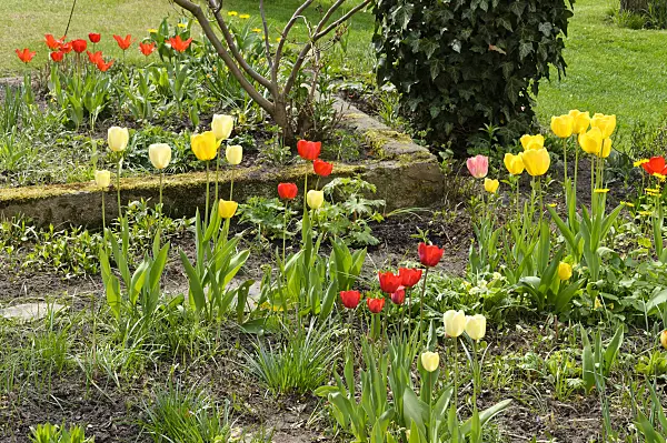 483320 - Jardin de plantes vivaces avec tulipes (Tulipa)