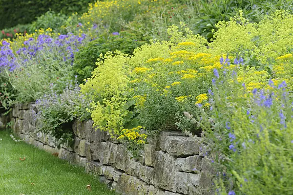 485117 - Jardin de plantes vivaces avec un mur de pierres sèches