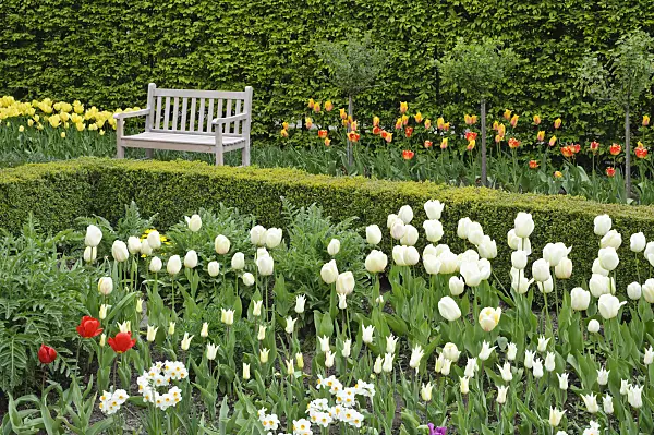 471190 - Jardin de printemps avec des tulipes (Tulipa)