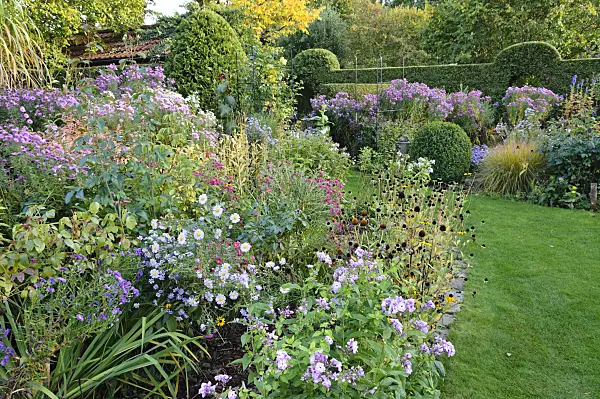 477028 - Jardin de vivaces d'automne avec asters (Aster)