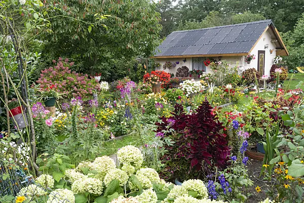 625089 - Jardin familial avec parterres de vivaces fleuries et abri de jardin