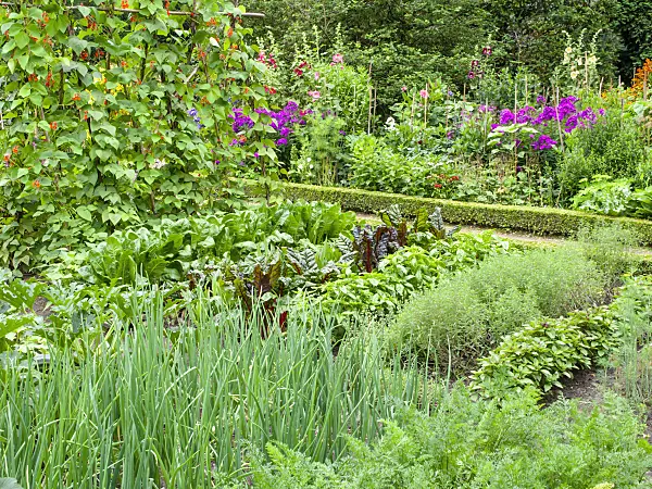 462146 - Jardin potager