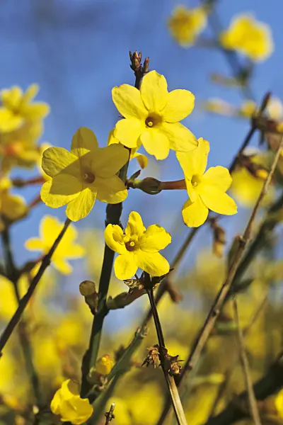 387003 - Jasmin d'hiver (Jasminum nudiflorum)
