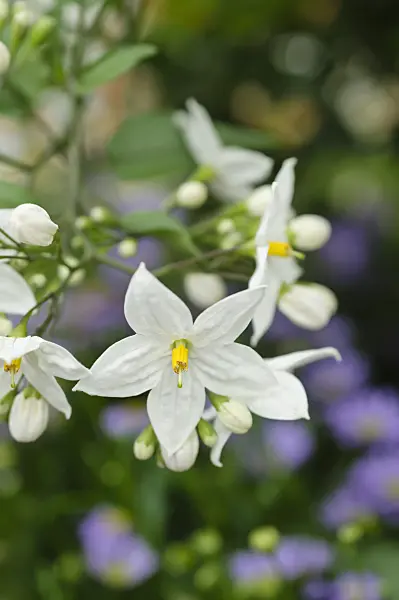 484105 - Jasminblütiger Nachtschatten (Solanum jasminoides)