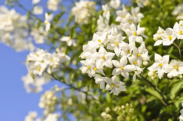 486171 - Jasminblütiger Nachtschatten (Solanum jasminoides)