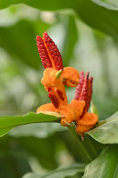 537013 - Java ginger (Hedychium horsfieldii)