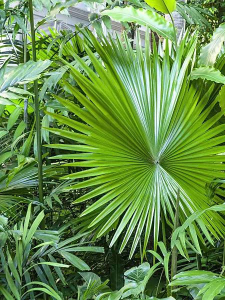 434100 - Java palm (Livistona rotundifolia)