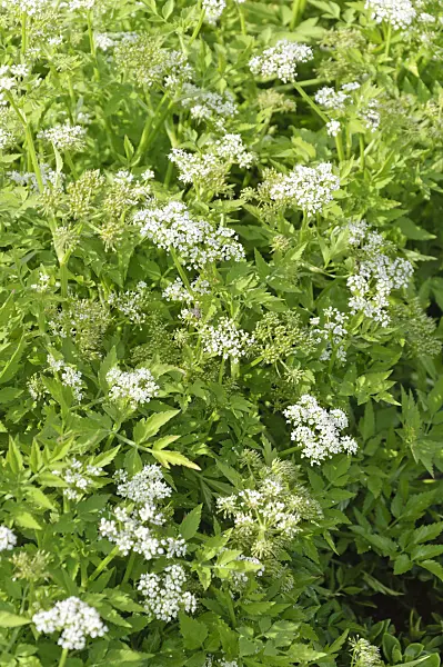 487277 - Javan water dropwort (Oenanthe javanica syn. Oenanthe stolonifera)