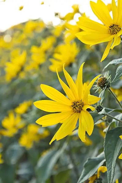 512109 - Jerusalem artichoke (Helianthus tuberosus)