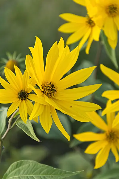 512110 - Jerusalem artichoke (Helianthus tuberosus)