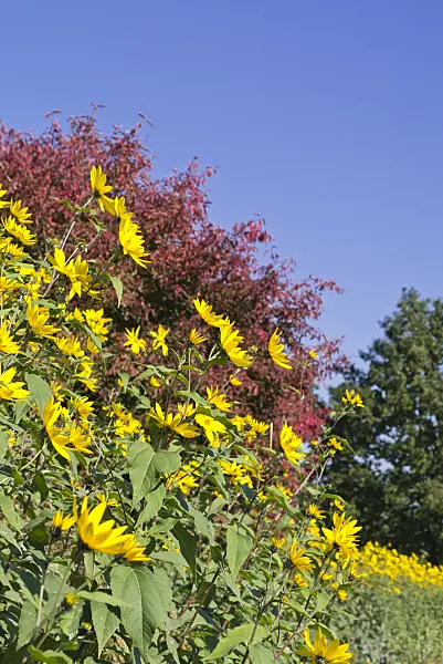 549169 - Jerusalem artichoke (Helianthus tuberosus)