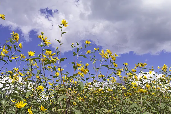 573095 - Jerusalem artichoke (Helianthus tuberosus)