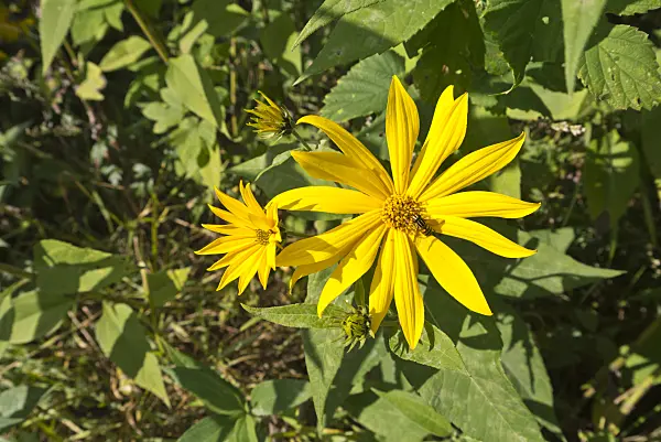 573096 - Jerusalem artichoke (Helianthus tuberosus)