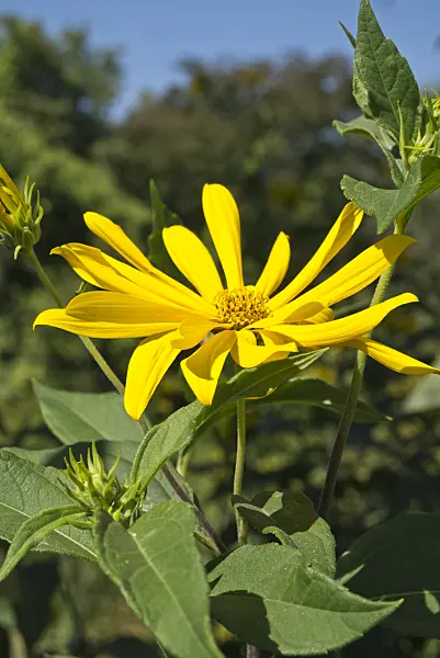 595025 - Jerusalem artichoke (Helianthus tuberosus)