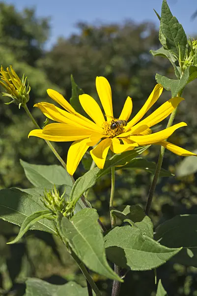 595024 - Jerusalem artichoke (Helianthus tuberosus) and bee (Apis)