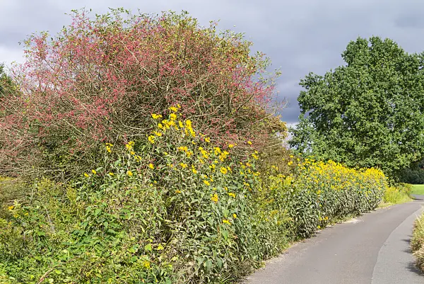 625088 - Jerusalem artichoke (Helianthus tuberosus) and spindle tree (Euonymus)