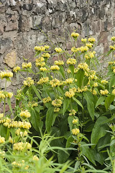521246 - Jerusalem sage (Phlomis)