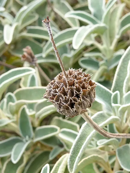 464070 - Jerusalem sage (Phlomis fruticosa)