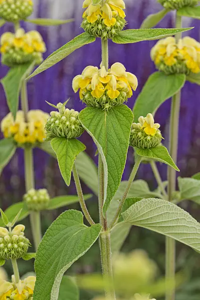 472436 - Jerusalem sage (Phlomis russeliana)