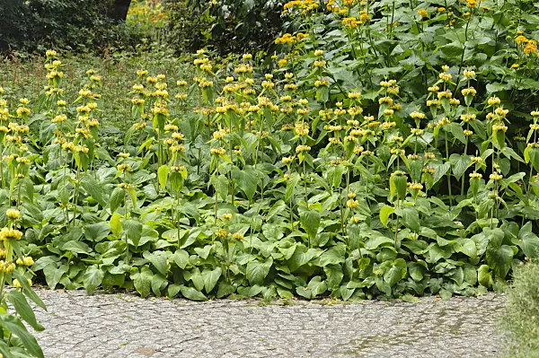 486041 - Jerusalem sage (Phlomis russeliana)