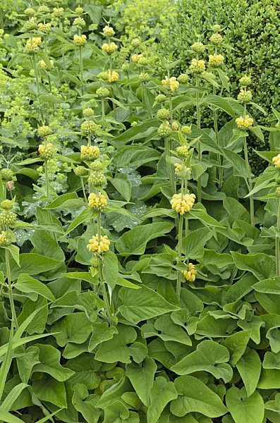 497016 - Jerusalem sage (Phlomis russeliana)