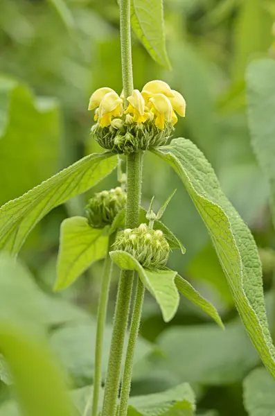 533609 - Jerusalem sage (Phlomis russeliana)