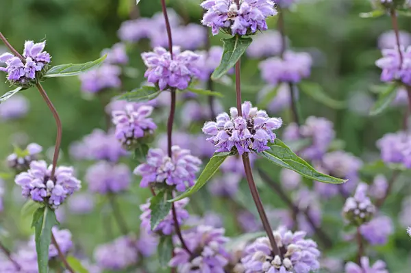 485091 - Jerusalem sage (Phlomis tuberosa)