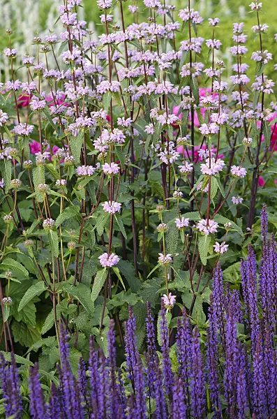 521051 - Jerusalem sage (Phlomis tuberosa)