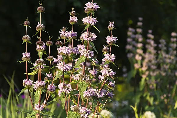 509011 - Jerusalem sage (Phlomis tuberosa 'Amazone')