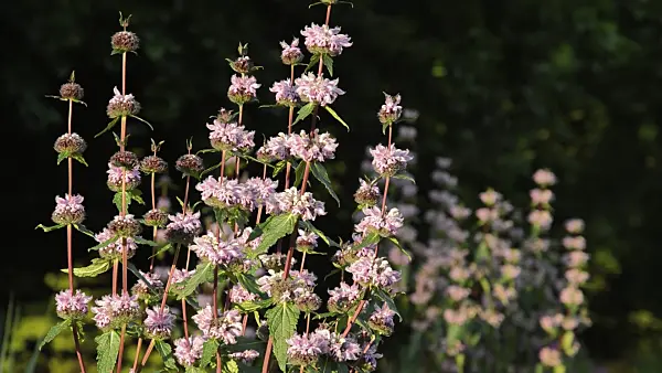 509022 - Jerusalem sage (Phlomis tuberosa 'Amazone')