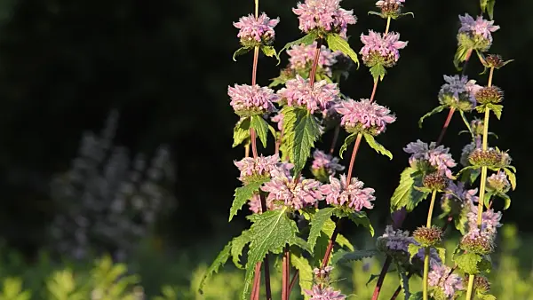 509023 - Jerusalem sage (Phlomis tuberosa 'Amazone')