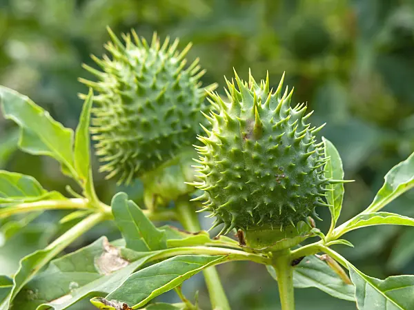 429122 - Jimson weed (Datura stramonium)
