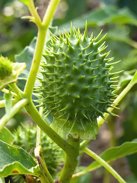 429123 - Jimson weed (Datura stramonium)