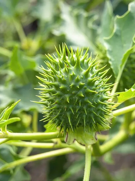 429124 - Jimson weed (Datura stramonium)