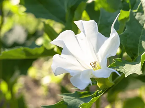 439086 - Jimson weed (Datura stramonium)