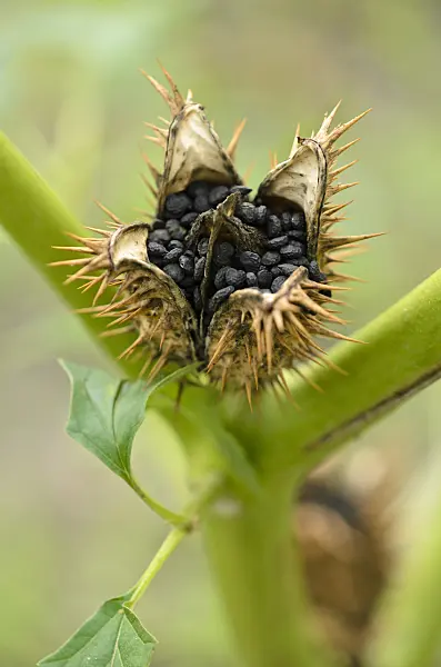 524167 - Jimson weed (Datura stramonium)