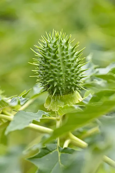 524168 - Jimson weed (Datura stramonium)