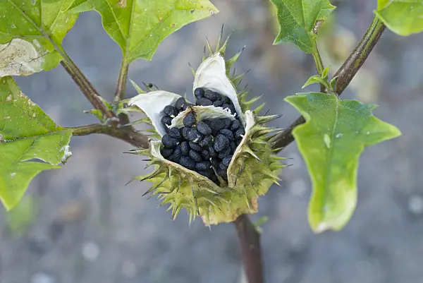 561045 - Jimson weed (Datura stramonium)