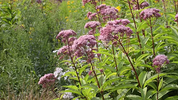 498351 - Joe-Pye weed (Eupatorium)