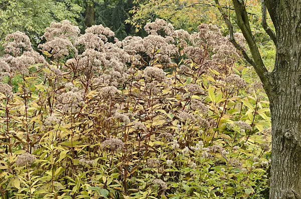 549160 - Joe-Pye weed (Eupatorium)